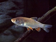 Chevaine, chevesne, squalius cephalus