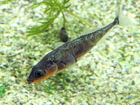 Epinoche, gasterosteus aculeatus