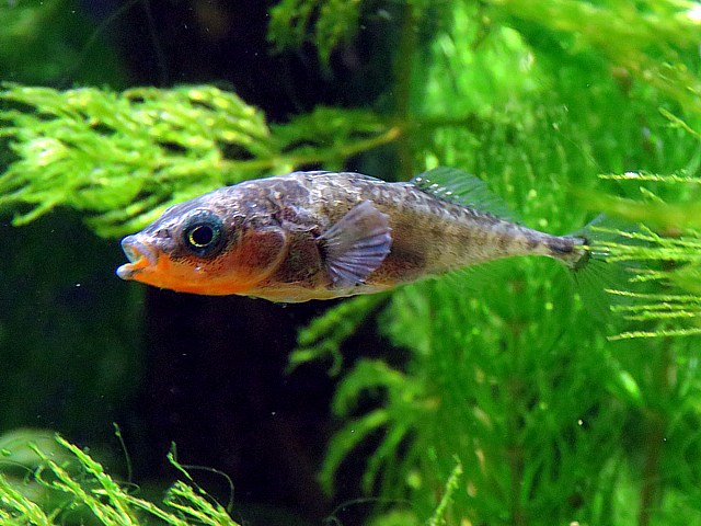 Epinoche, gasterosteus aculeatus