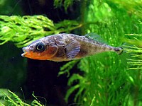 Epinoche, gasterosteus aculeatus