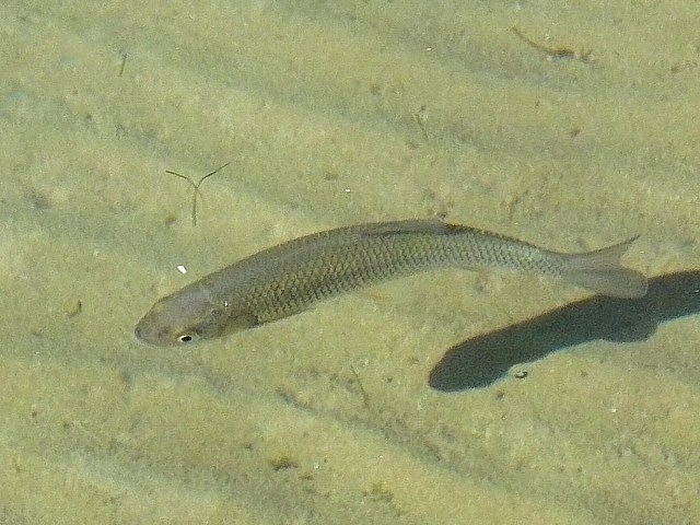 Gardon, vengeron, rutilusrutilus