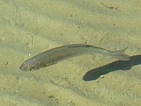Gardon ou vengeron, rutilus rutilus