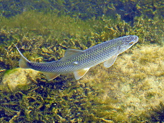 Gardon, vengeron, rutilusrutilus
