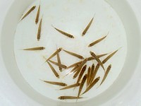 Du vif pour la pêche