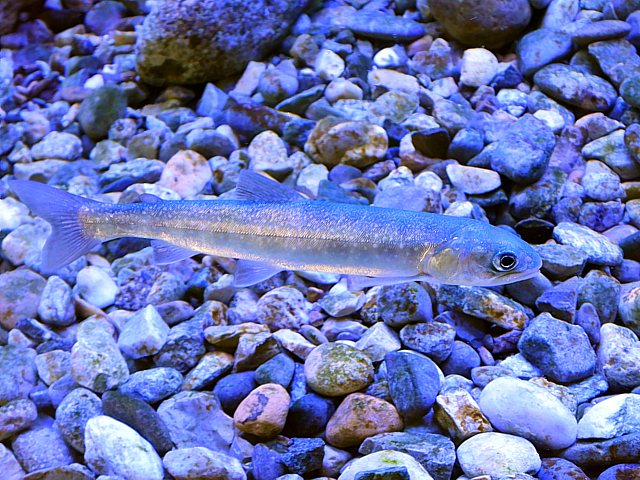 Omble chevalier, salvelinus alpinus