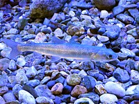 Omble chevalier, salvelinus alpinus