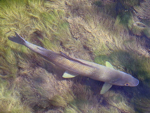 Ombre commun, thymallus thymallus