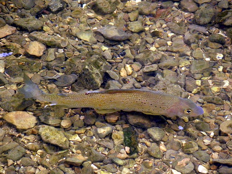 Ombre commun, thymallus thymallus