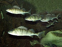 Perches fluviatiles, perca fluviatilis