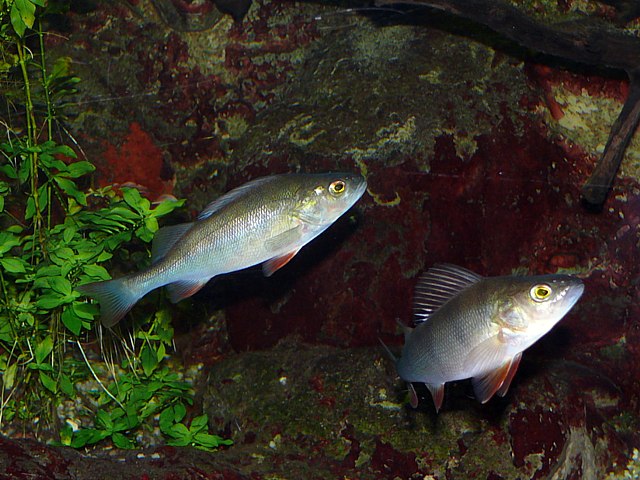 Perches fluviatiles