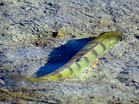 Perca fluviatilis