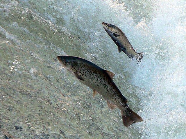 Truites dans la chute de l'Areuse