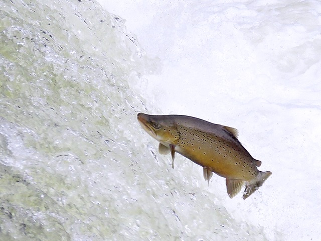 Truite du lac, salmo trutta lacustris