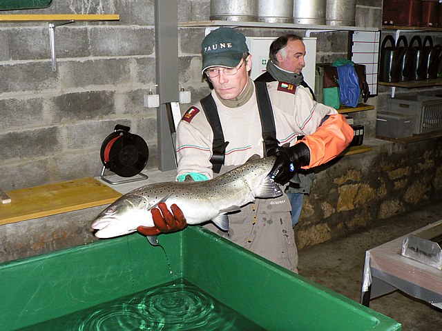Truite du lac en pisciculture