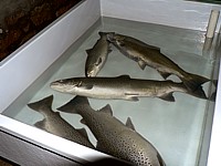 Truites du lac endormies