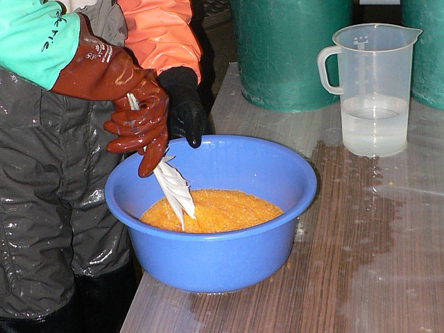 Brassage des oeufs de truites