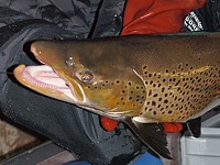 Tête de truite lacustre