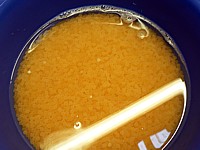 Oeufs de truite lacustre