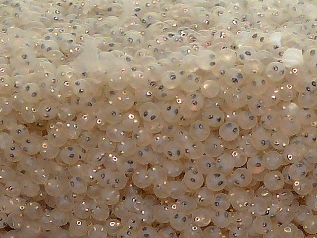 Oeufs de truites en pisciculture