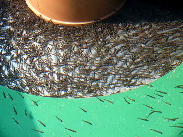 Alevins en pisciculture