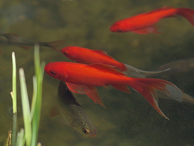 Poisson rouge, carassius auratus