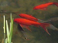 Poisson rouge, carassius auratus