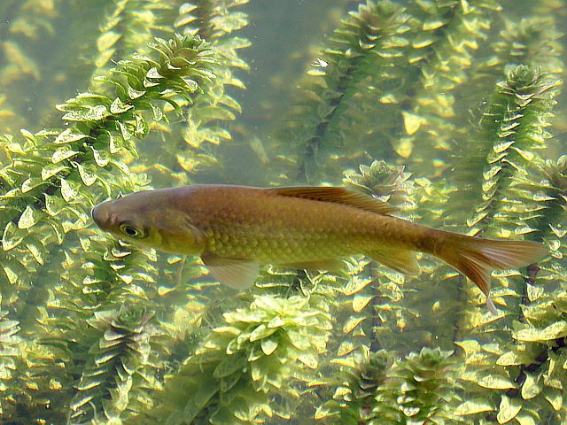 Carassius auratus