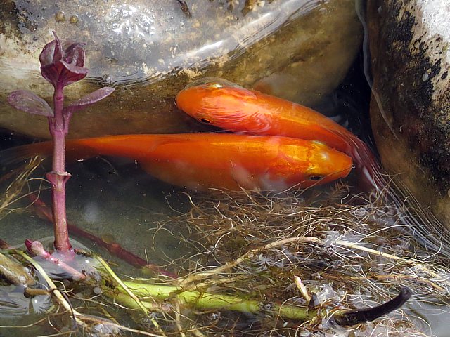 Fraie du poisson rouge