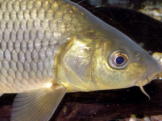 Tte du poisson