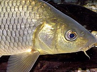 La tête du poisson