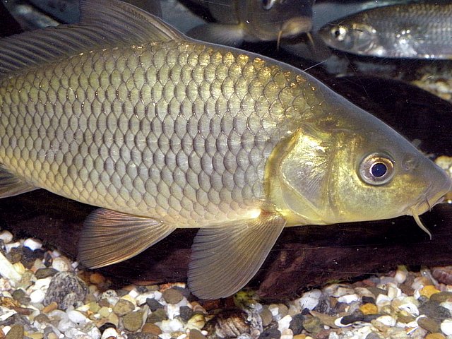 Corps du poisson