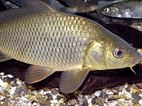 Le corps du poisson