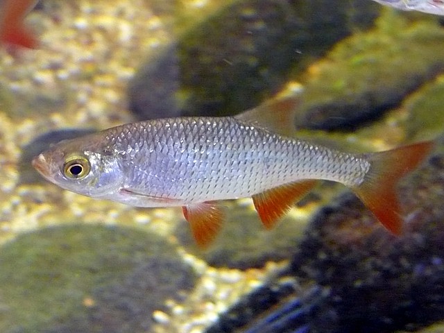 Rotengle, scardinius erythrophthalmus