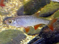 Rotengle, scardinius erythrophthalmus