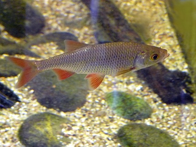 Rotengle, scardinius erythrophthalmus