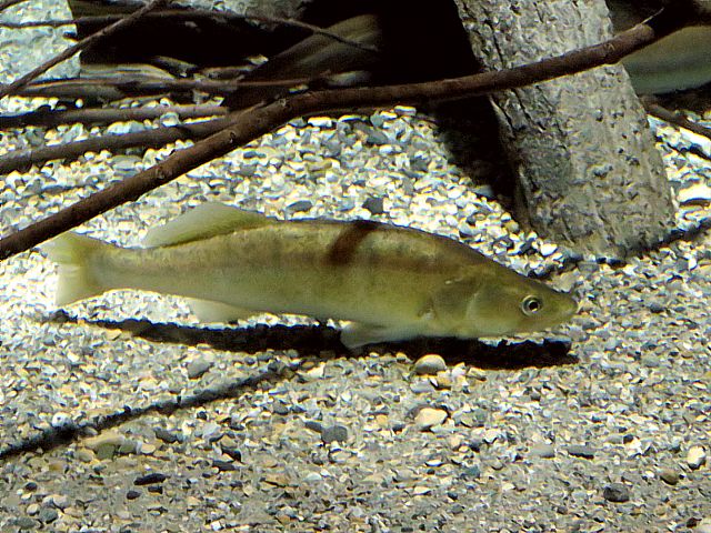 Sandre, lucioperca lucioperca