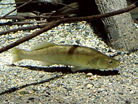 Sandre, stizostedion lucioperca