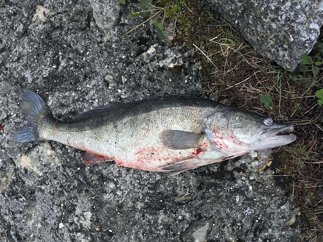 Sandre, lucioperca lucioperca
