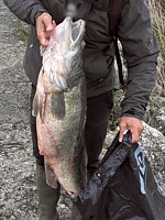 Sandre pêchée