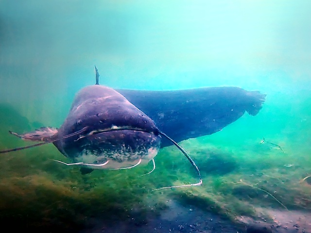 Silure glane, silurus glanis