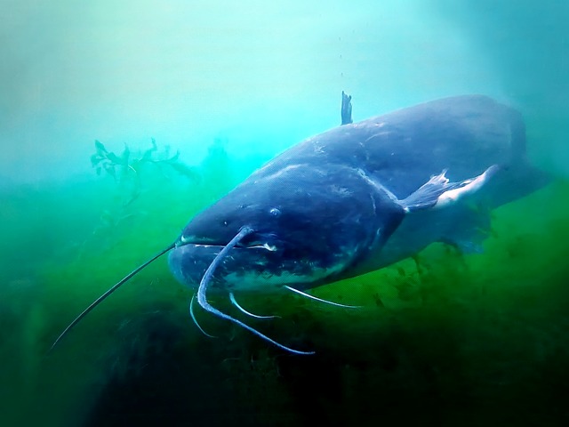 Silure glane dans le lac de Neuchâtel