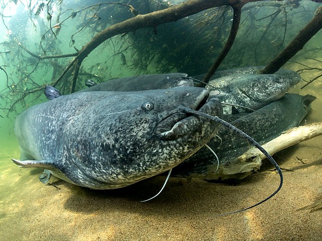 Silures glanes, silurus glanis