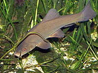 Tanches en aquarium