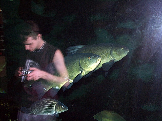Tanches en aquarium