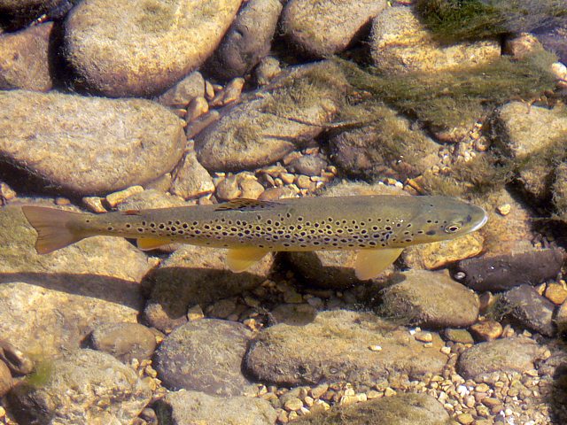 Truite Fario, salmo trutta