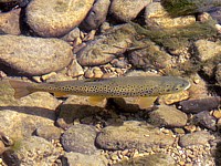 Truite fario, salmo trutta