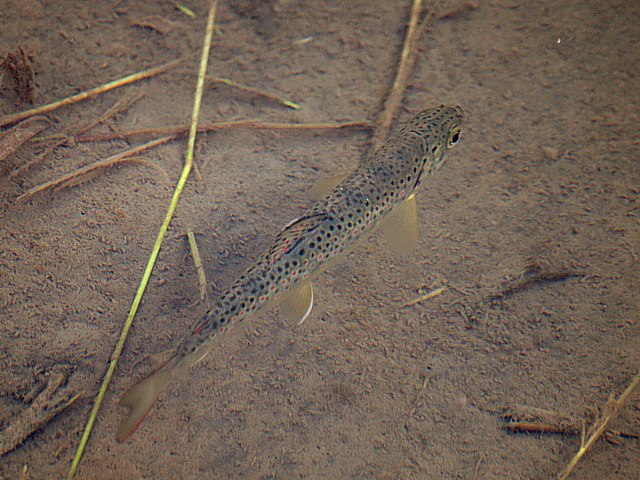 Jeune truite Fario, salmo trutta