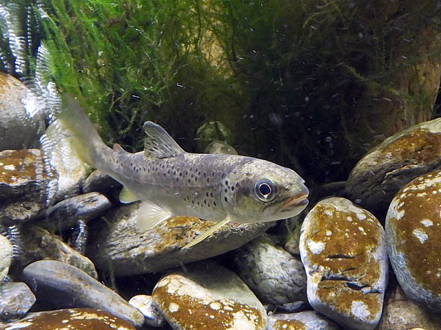 Jeune truite Fario, salmo trutta