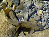 Truite fario, salmo trutta