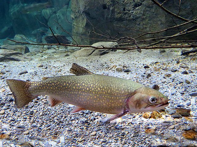 Truite fario, salmo trutta